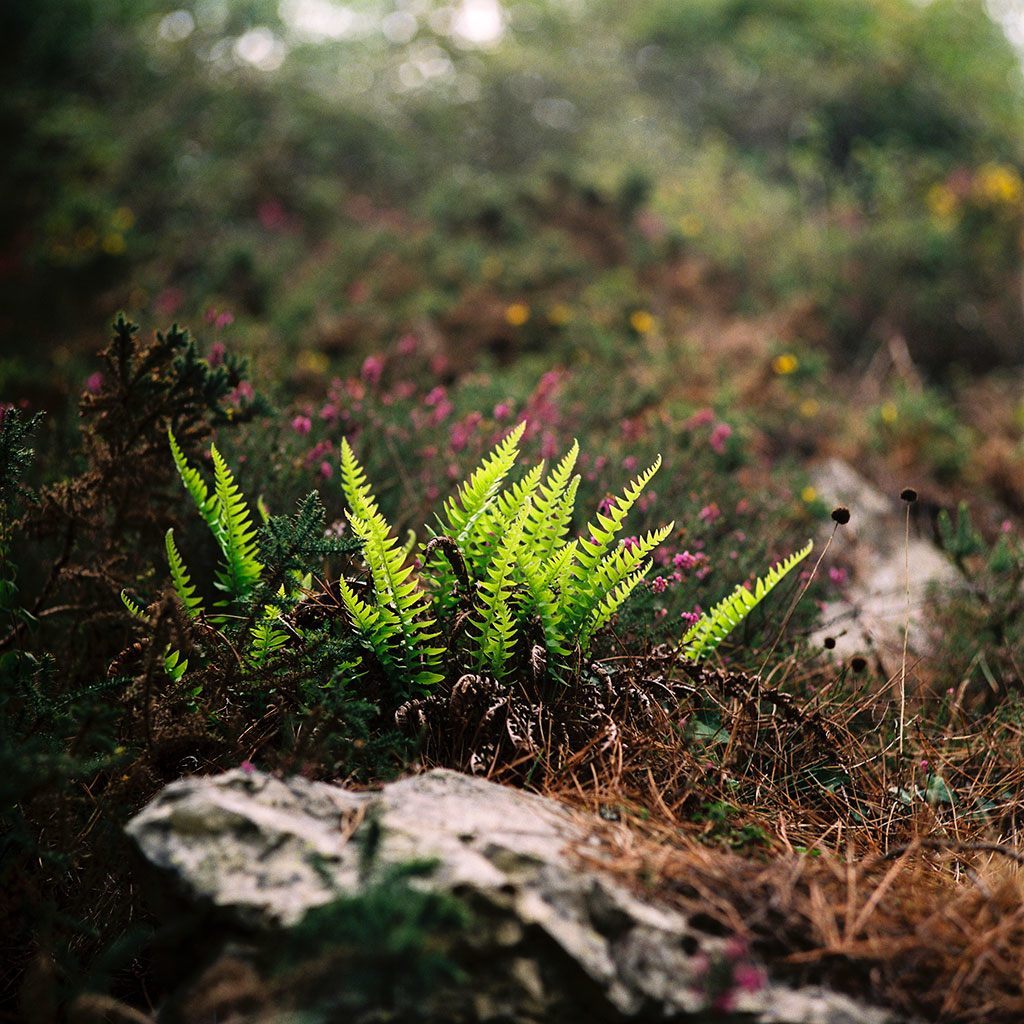 Landscapes and seascapes, from Nils Karlson