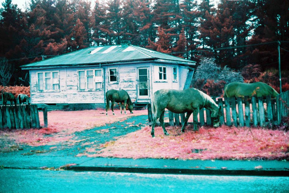 Timothy Flower: Surreal explosions of pink and blue