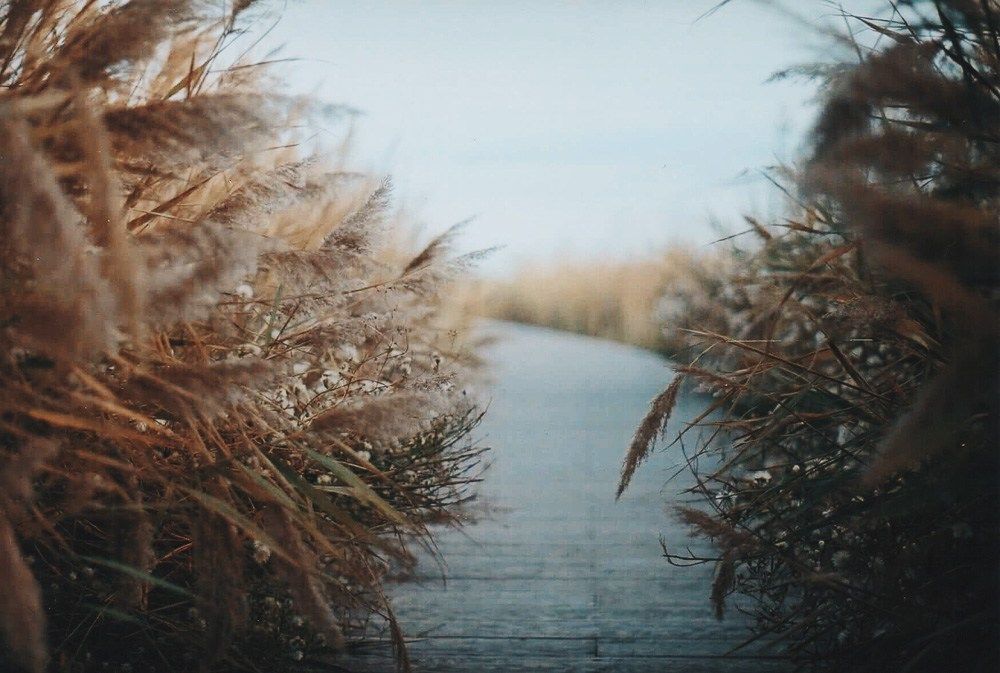 Landscapes, by Charlotte Chateau