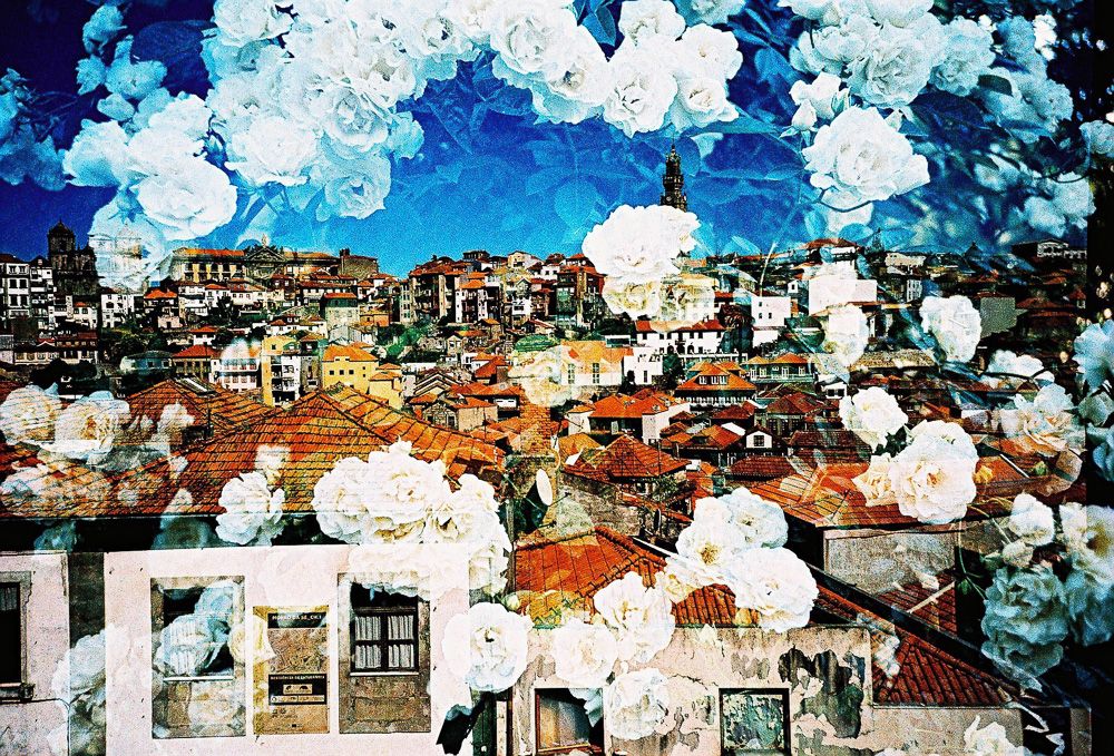 Roses in Portugal, by Yoshitaka Goto